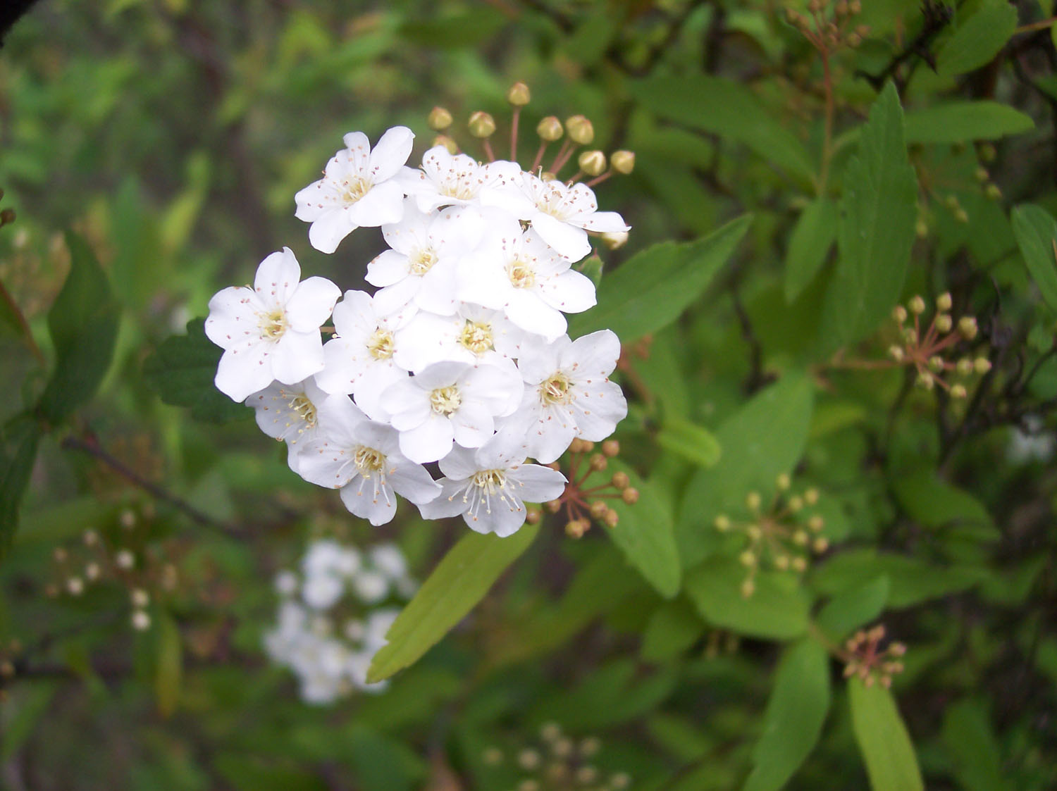 Tipos De Flores Blancas