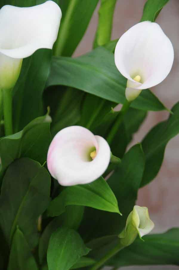 Tipos De Flores Blancas