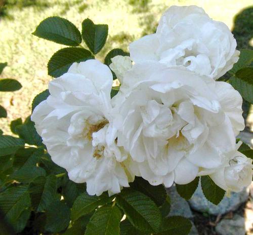 Tipos De Flores Blancas