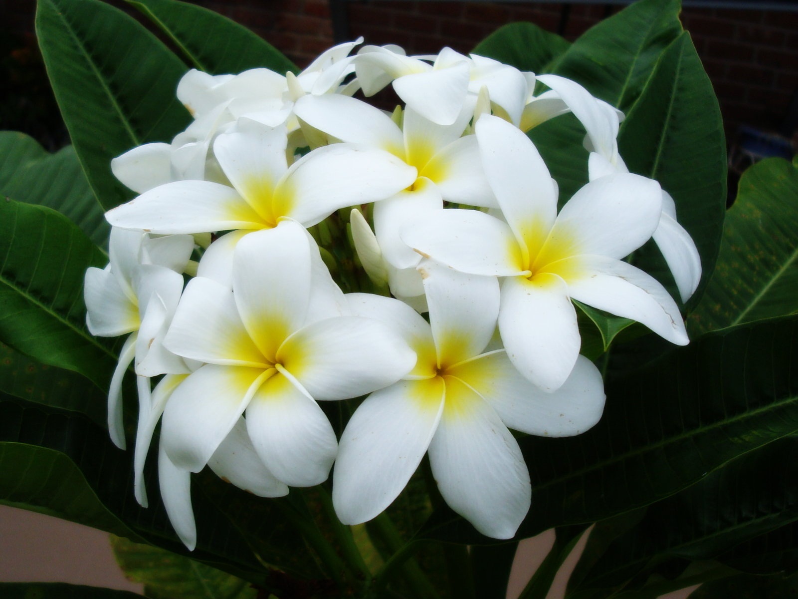 Tipos De Flores Blancas