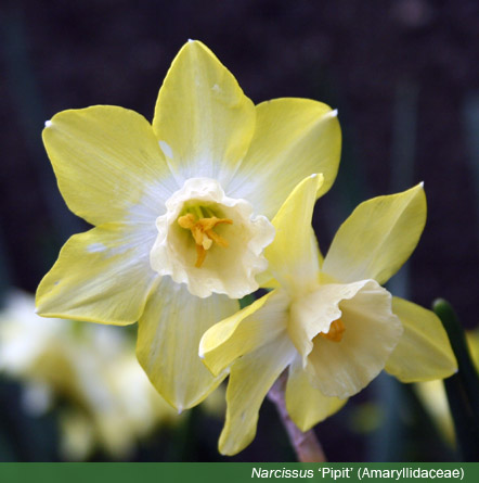 Tipos De Flores Blancas