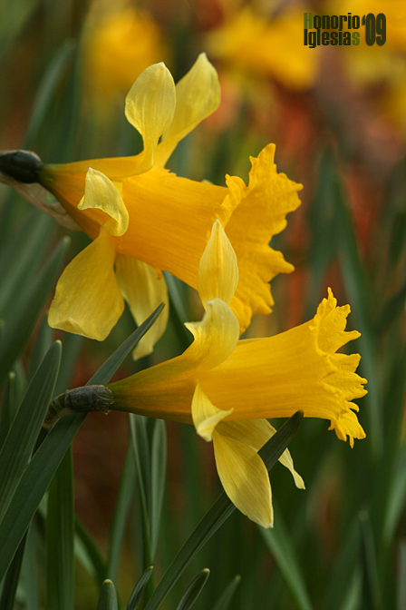 Tipos De Flores Nombres