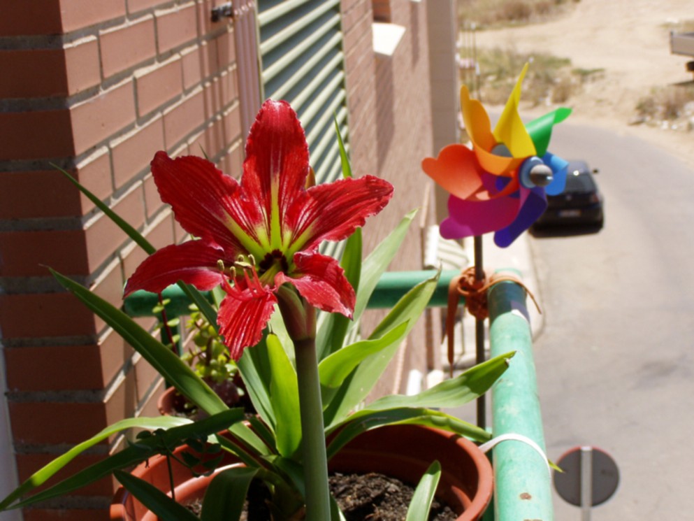 Tipos De Flores Nombres