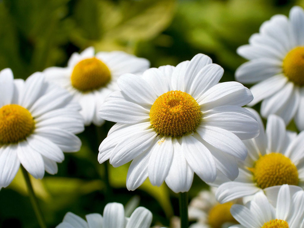 Todos Os Tipos De Flores