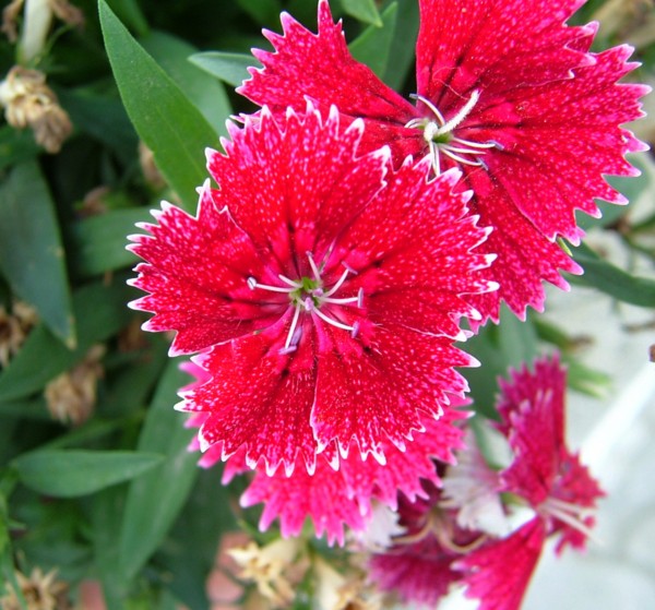 Todos Os Tipos De Flores