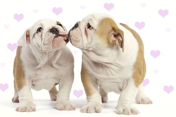 Two Puppies Kissing