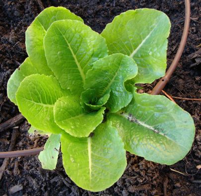 Types Of Lettuce Plants