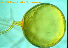 Vesicular Arbuscular Mycorrhiza Vam