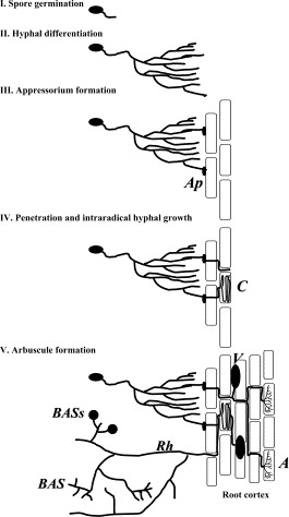 Vesicular Arbuscular Mycorrhiza Vam