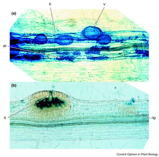 Vesicular Arbuscular Mycorrhizal Benefits