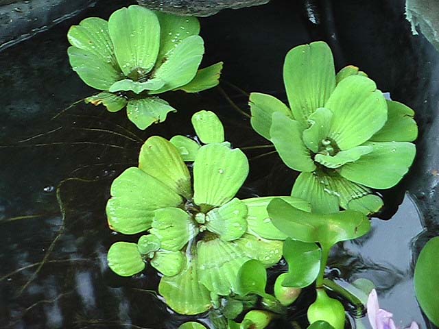 Water Lettuce Plant
