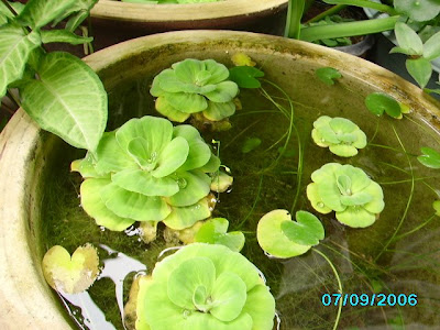 Water Lettuce Plant