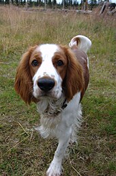 Welsh Springer Spaniel Puppies For Sale In Wales