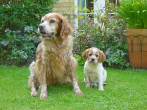 Welsh Springer Spaniel Puppies For Sale In Wales