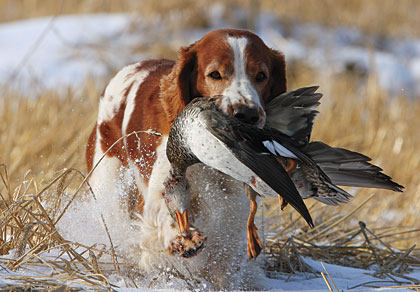 Welsh Springer Spaniel Puppies For Sale In Wales