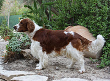 Welsh Springer Spaniel Puppies For Sale In Wales