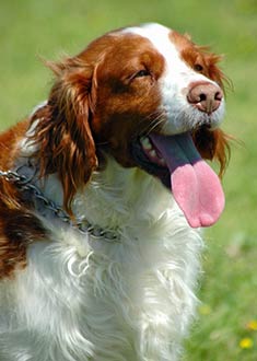 Welsh Springer Spaniel Puppies For Sale In Wisconsin