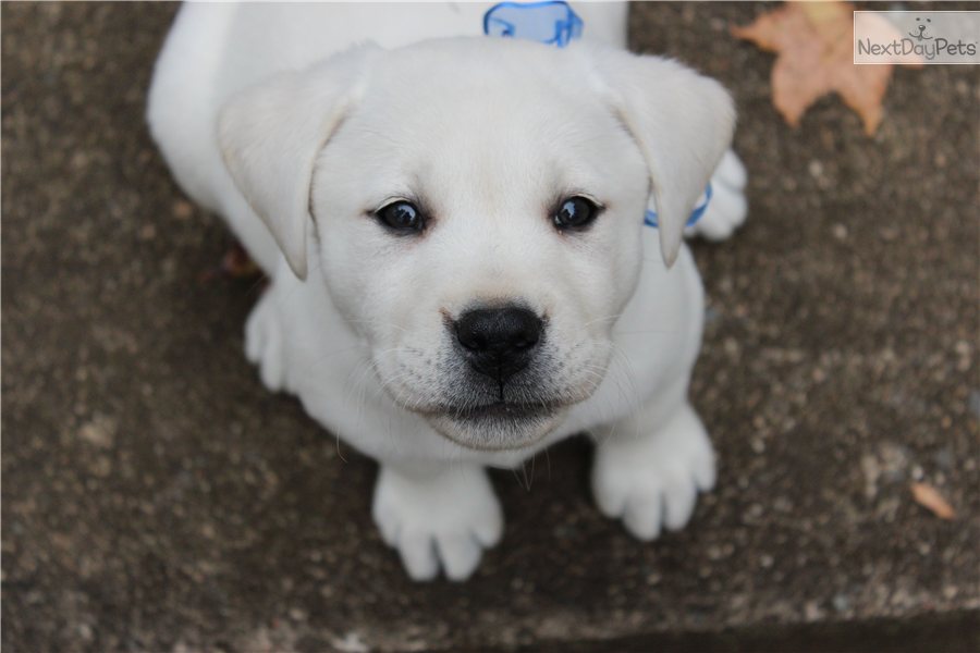 White Labrador Retriever Puppies For Sale