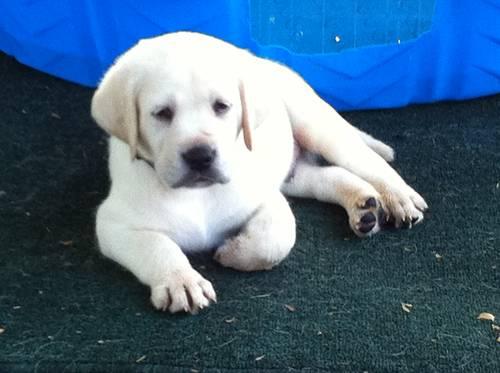 White Labrador Retriever Puppies For Sale In Florida