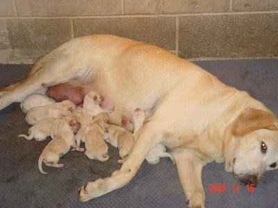 White Labrador Retriever Puppies For Sale In Ohio