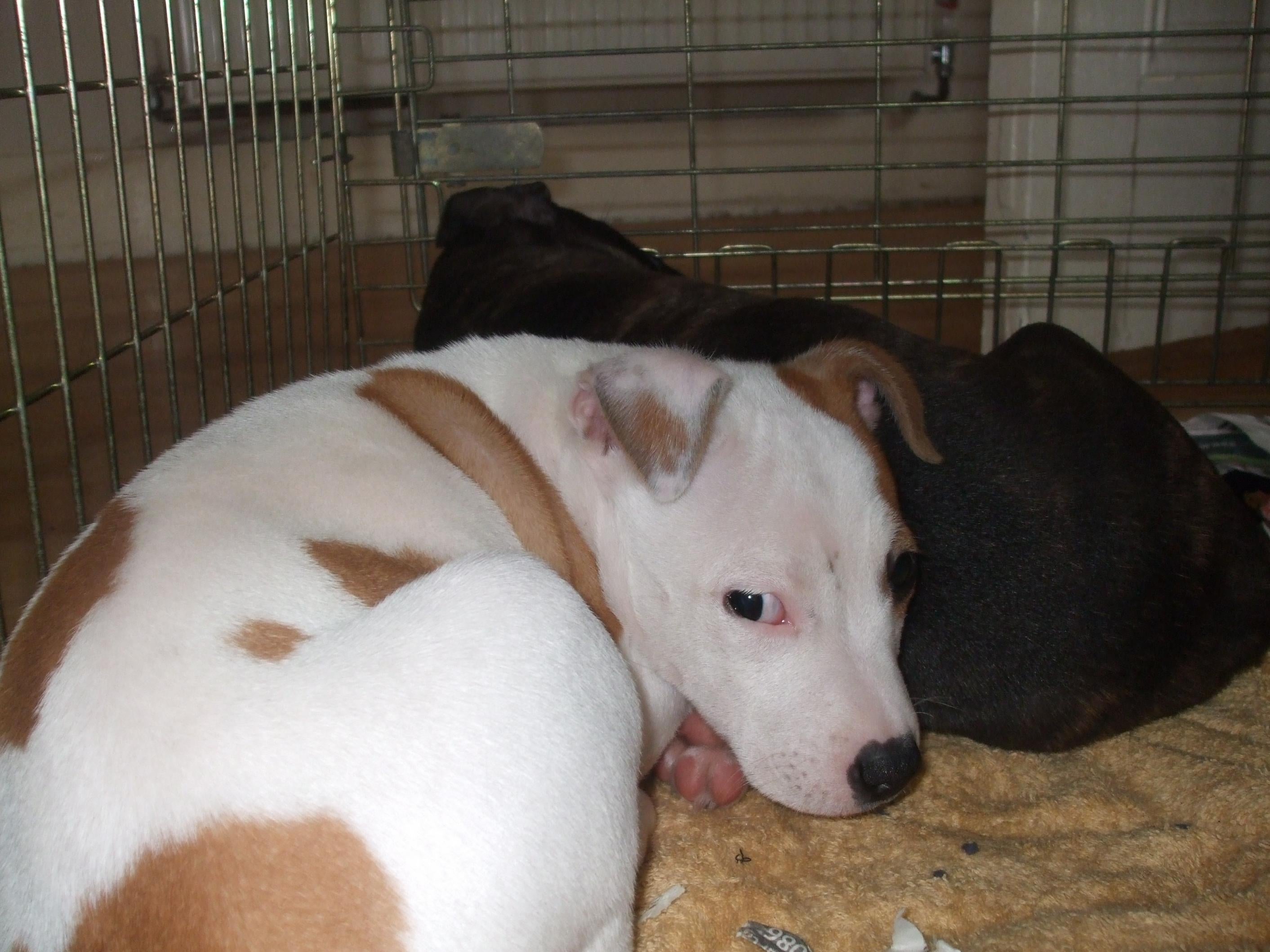 White Staffy Pups For Sale
