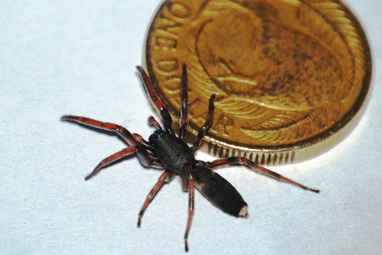 White Tail Spider Bites Australia