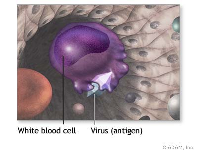 Whooping Cough Virus Bacteria