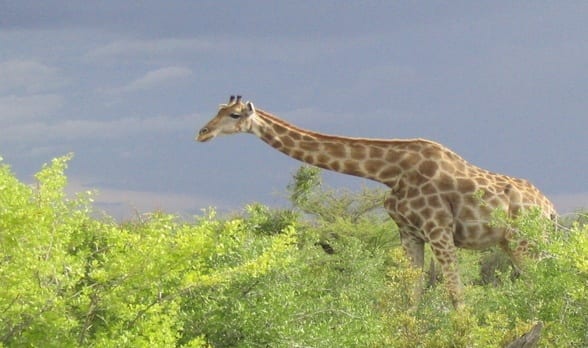 Wild Animals In Africa List