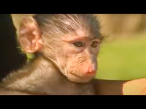 Wild Animals In Africa Youtube