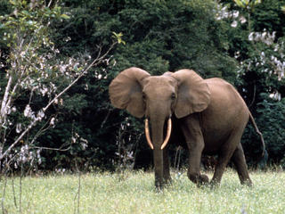 Wild Animals In African Forest