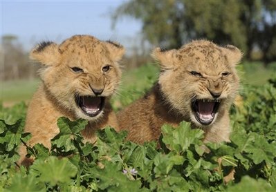 Wild Animals In African Forest