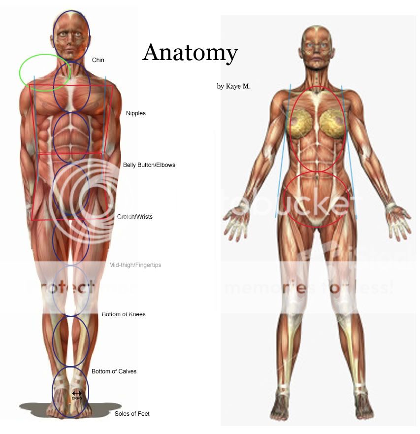 Women Body Parts