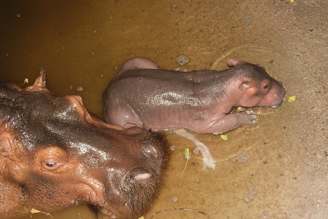 Women Giving Birth In Water Tank